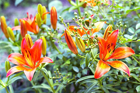 Reprezentacja Lilium speciosum