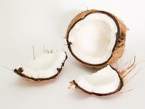 Reprezentace Kokosový ořech