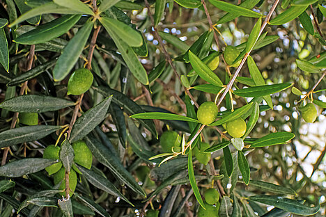 Reprezentacja Liście oliwne