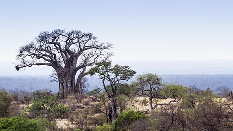 Een weergave van Baobab
