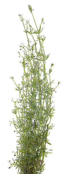 A representation of Burdock ragwort