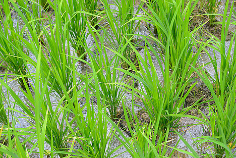 A representation of Rice seedlings