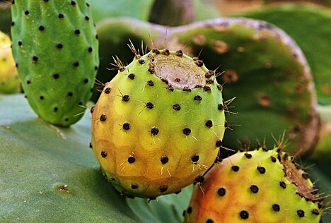 A representation of Prickly pear