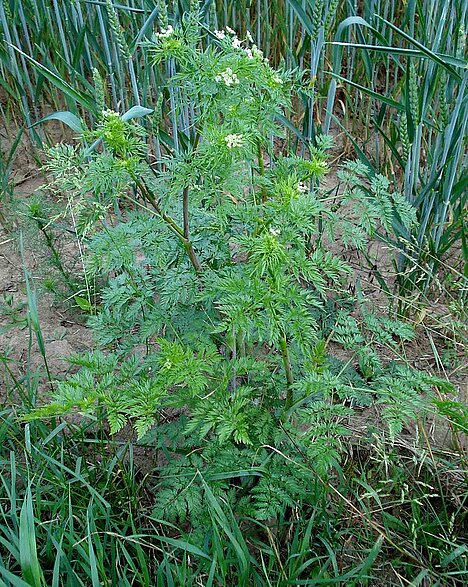 A representation of Chervil turnip