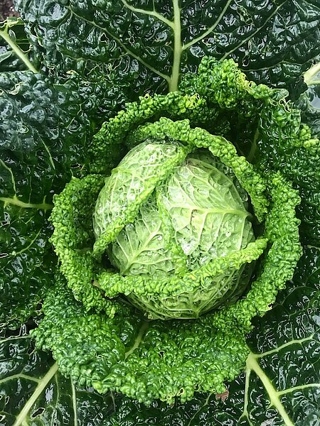 A representation of Savoy cabbage