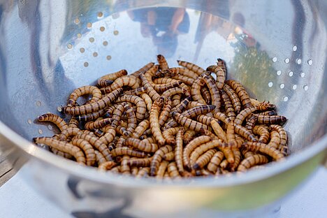 Een weergave van Insecteneiwit