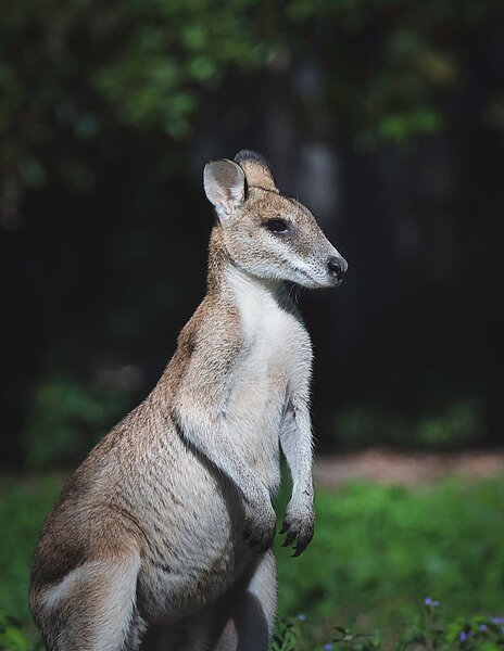 O reprezentare a lui Kangaroo limbă