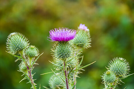 A representation of Milk thistle fruits