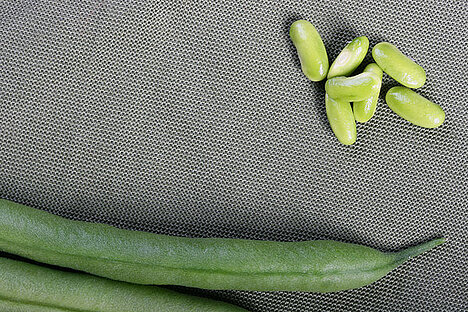 A representation of Asparagus bean