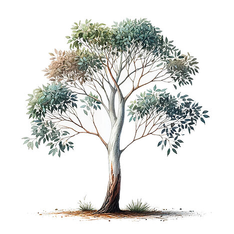 A representation of Snow eucalyptus