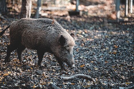 A representation of Wild boar skin