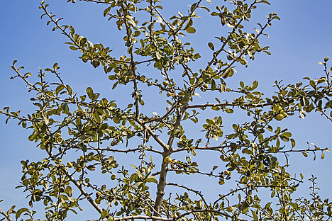 Een weergave van Crataegus oxyacantha