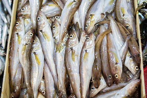 Une représentation de Eau douce Poisson de mer