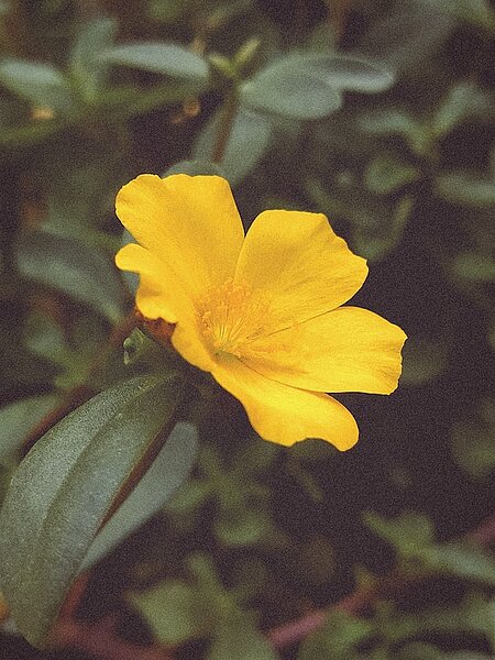 Una rappresentazione di Portulaca