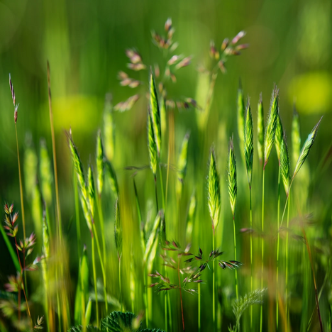 A representation of Spelt hulls