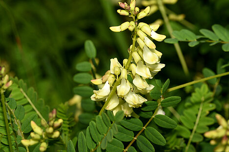 Een weergave van Astragalus