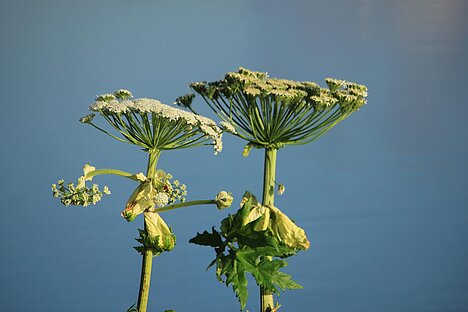 A representation of Giant hogweed
