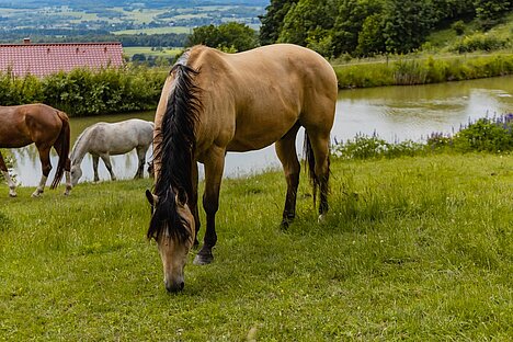 Een weergave van Pezen van paarden