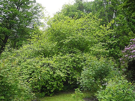 A representation of Witch hazel leaf