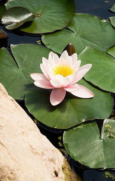 A representation of Lotus flower