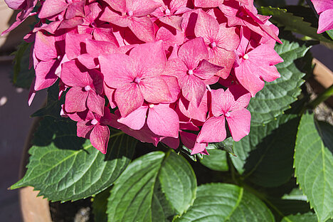 A representation of Hydrangea