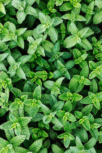 A representation of Watermint leaves