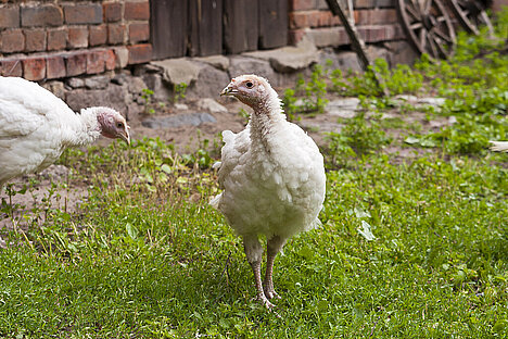 Una representación de Carcasa de pavo