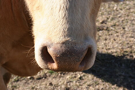 A representation of Bovine nasal cartilage