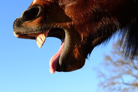 Una representación de Lengua de caballo