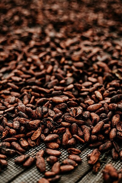 A representation of Cocoa bean