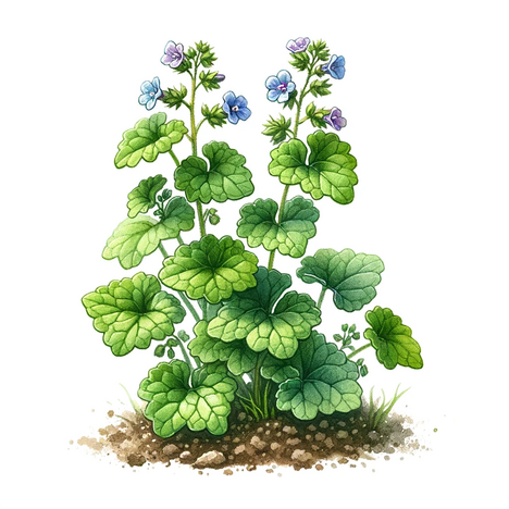 A representation of Ground ivy