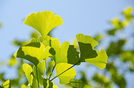 A representation of Ginkgo leaves