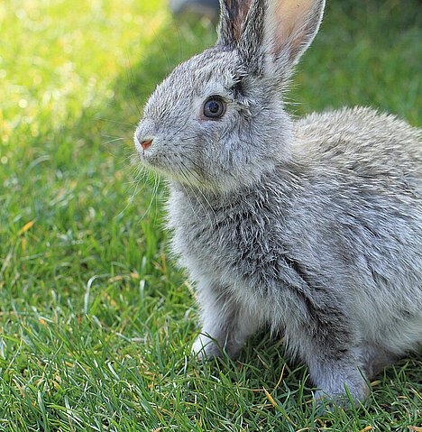 A representation of Rabbit runs with fur