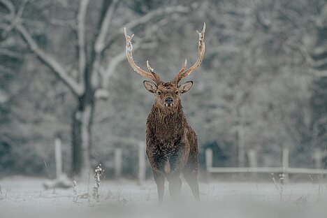 Een weergave van Herten pezen