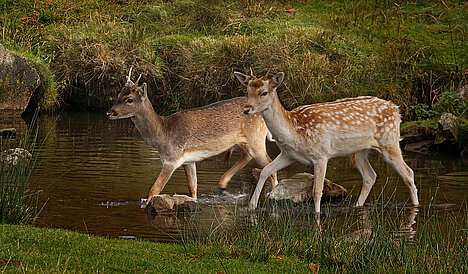 Een weergave van Wild ribbetjes