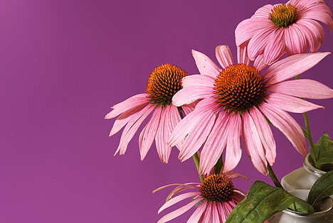 Een weergave van Echinacea