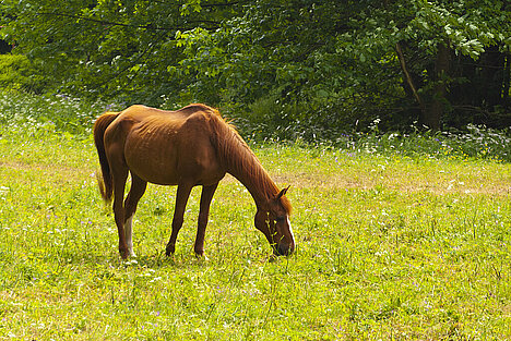 A representation of Horse stomach