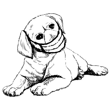 Una representación de Coronavirus canino