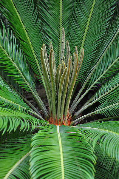 Een weergave van Palmvaren