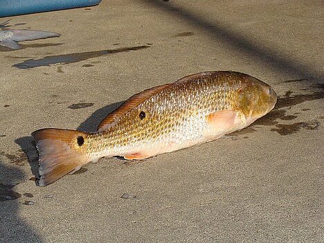 A representation of Drummer fish