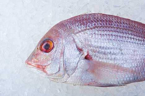 A representation of Gilthead sea bream