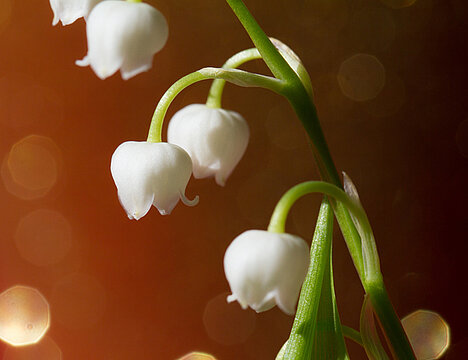 A representation of Lily of the valley