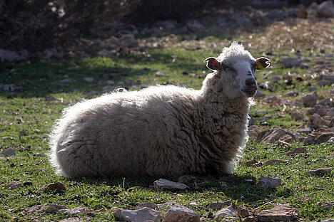 A representation of Sheep's wool grease