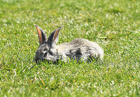 A representation of Rabbit carcasses