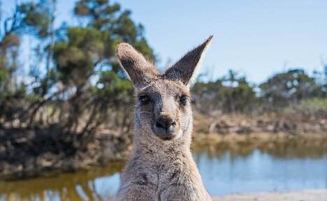 Reprezentacja Płuco kangura