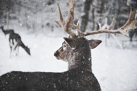 Une représentation de Protéine de cerf