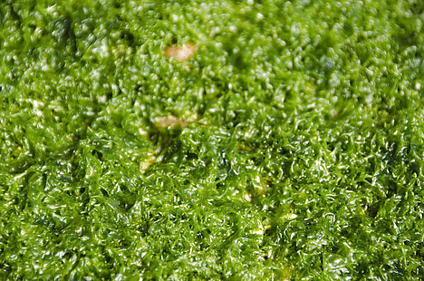 Reprezentacja Zielone algi