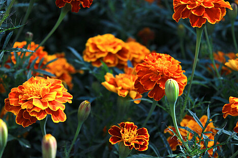 A representation of Marigold blossoms