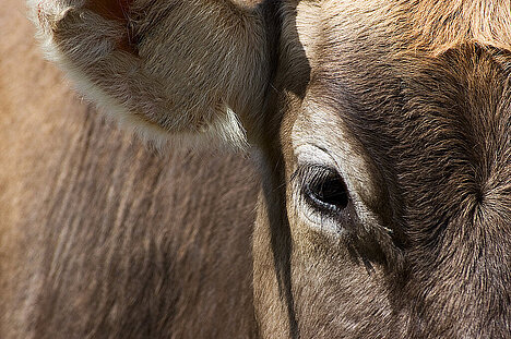 A representation of Beef ears with fur