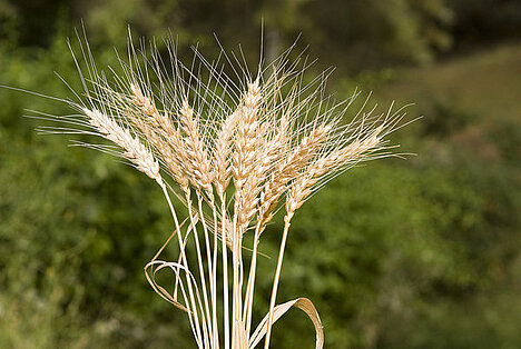 A representation of Wholemeal wheat